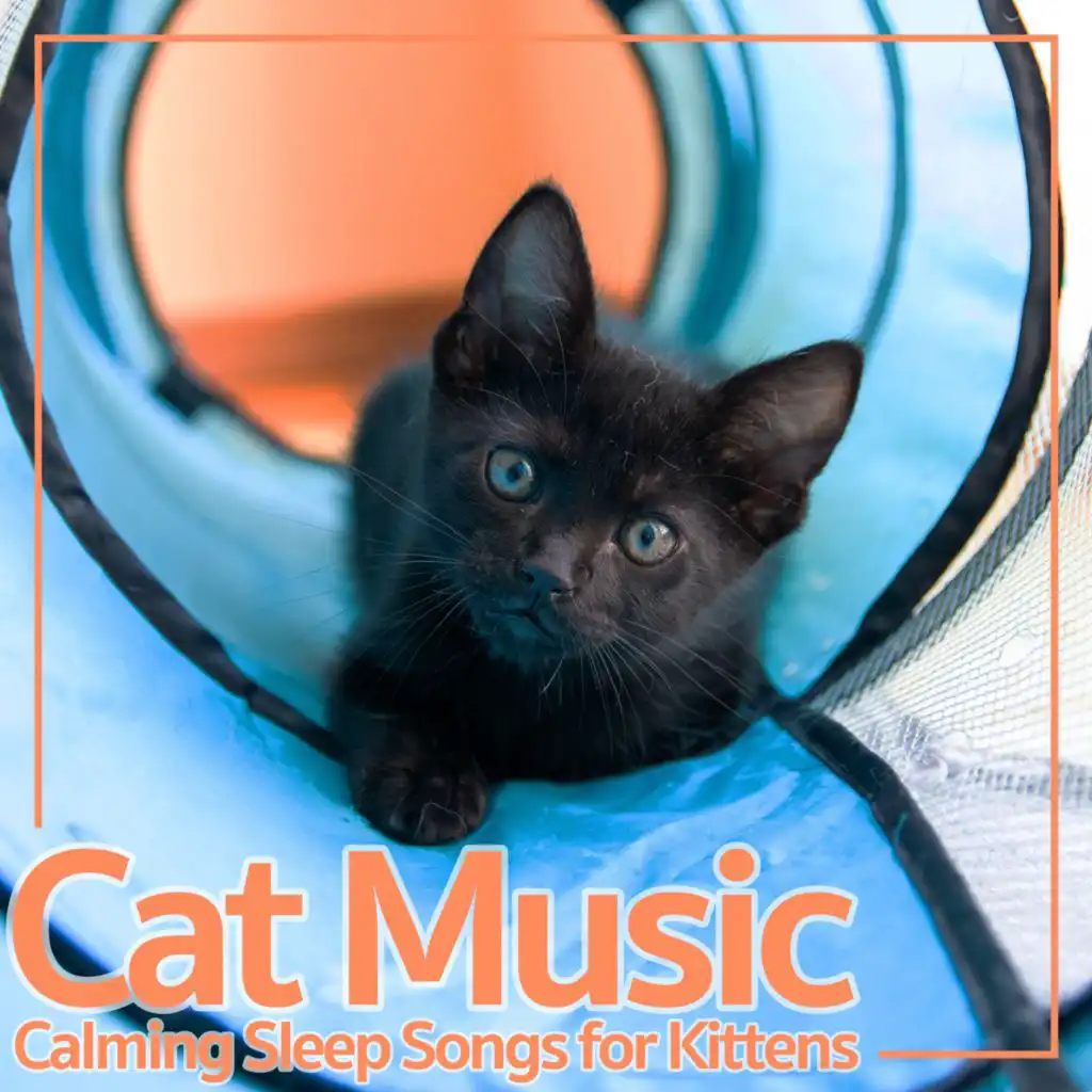 Cat Music Dreams, Cat Music, Cat Music Therapy