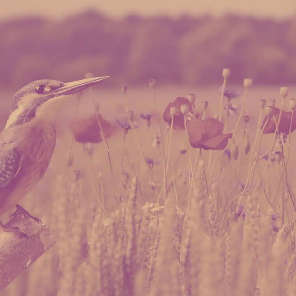 موسيقى - تركيز كامل للذهن