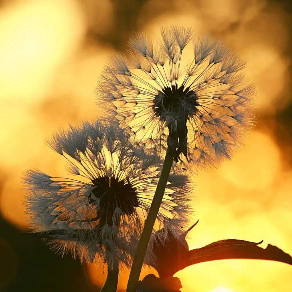 ذاكرة (تأمل)