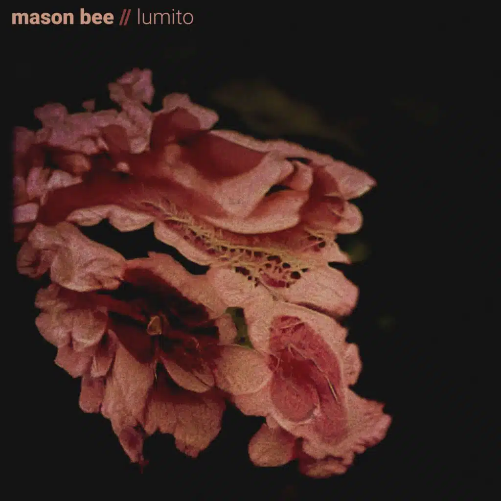Mason Bee