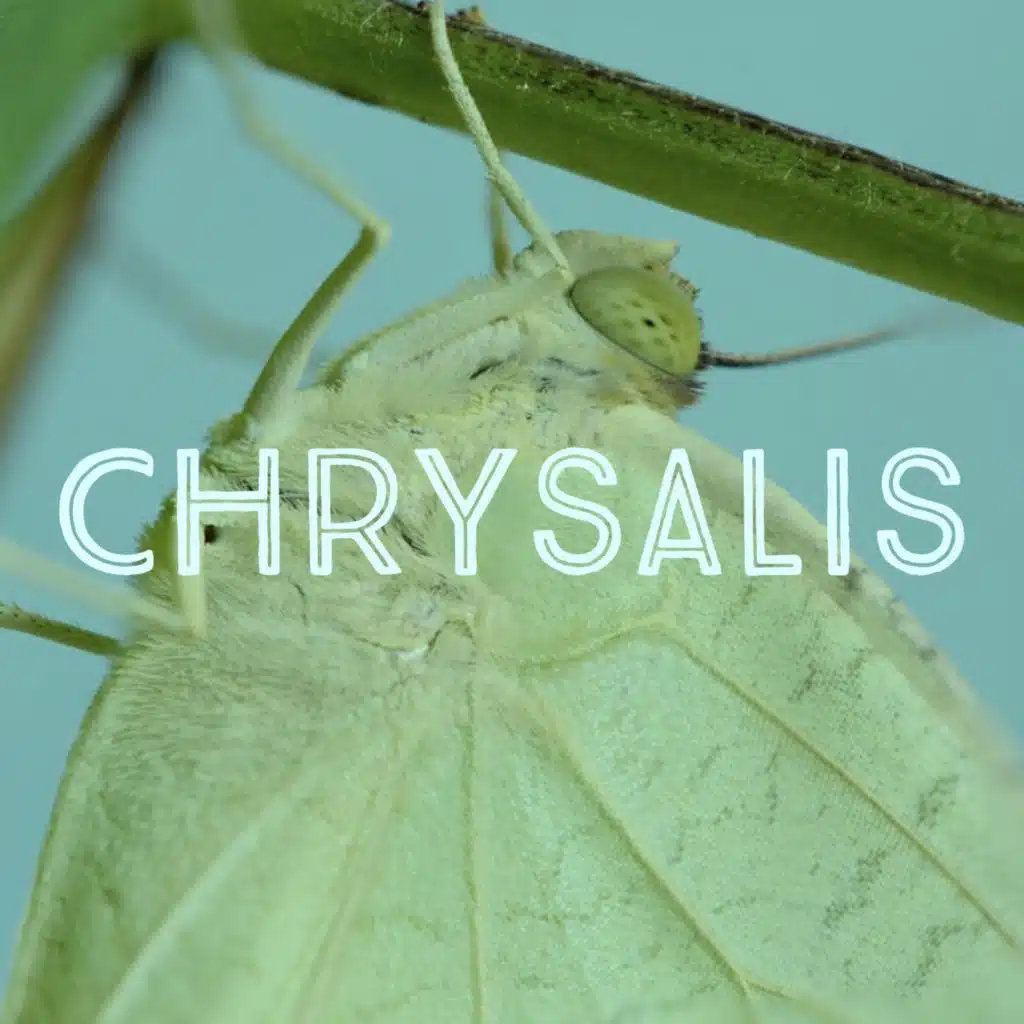 Chrysalis