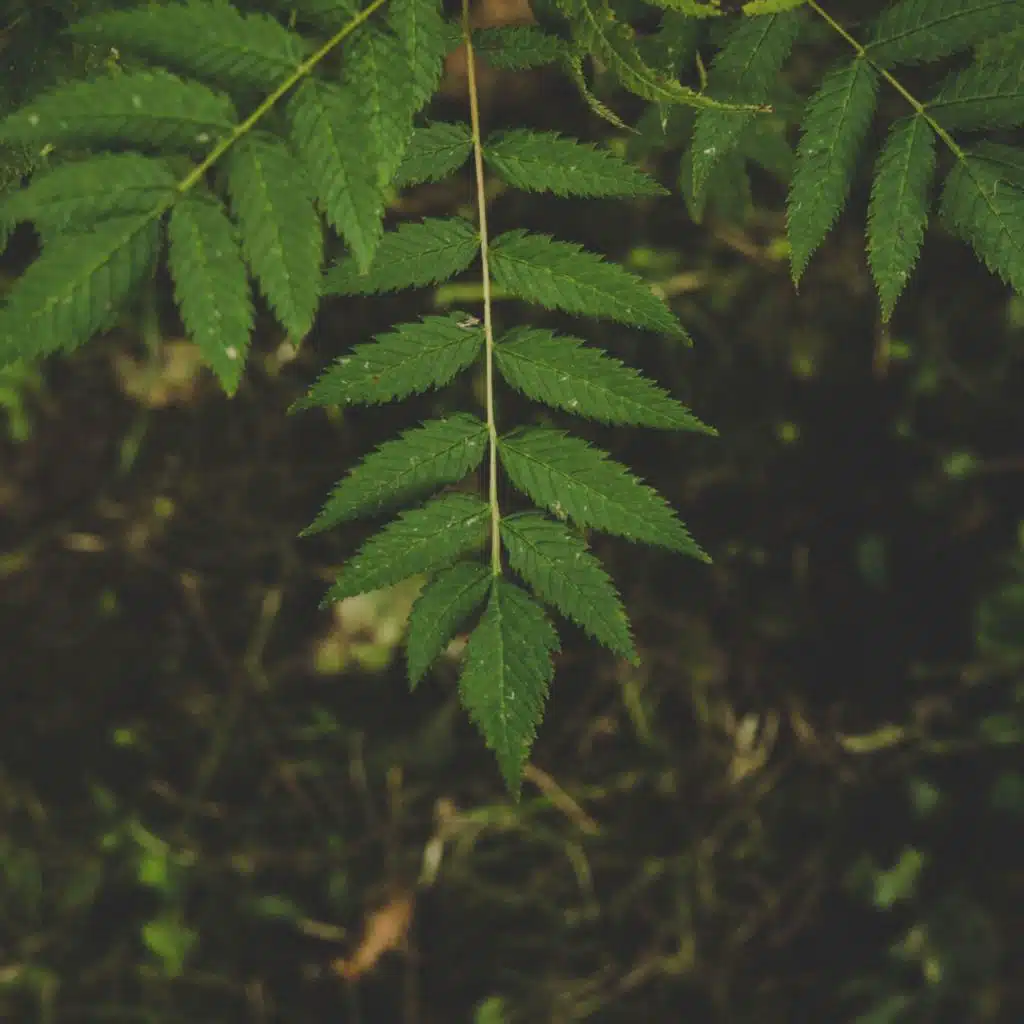 نائم - موسيقى