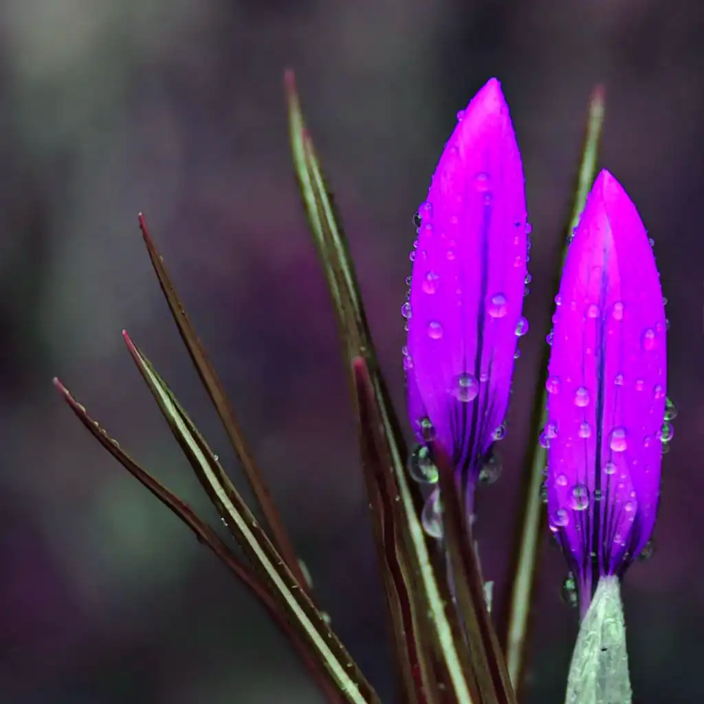 اصوات (نائم)