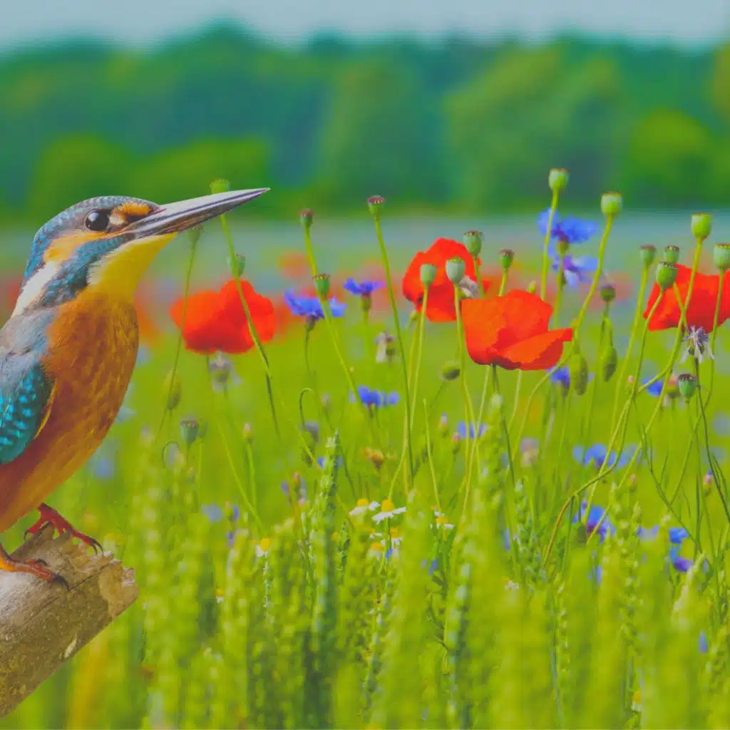 ذاكرة (تأمل)