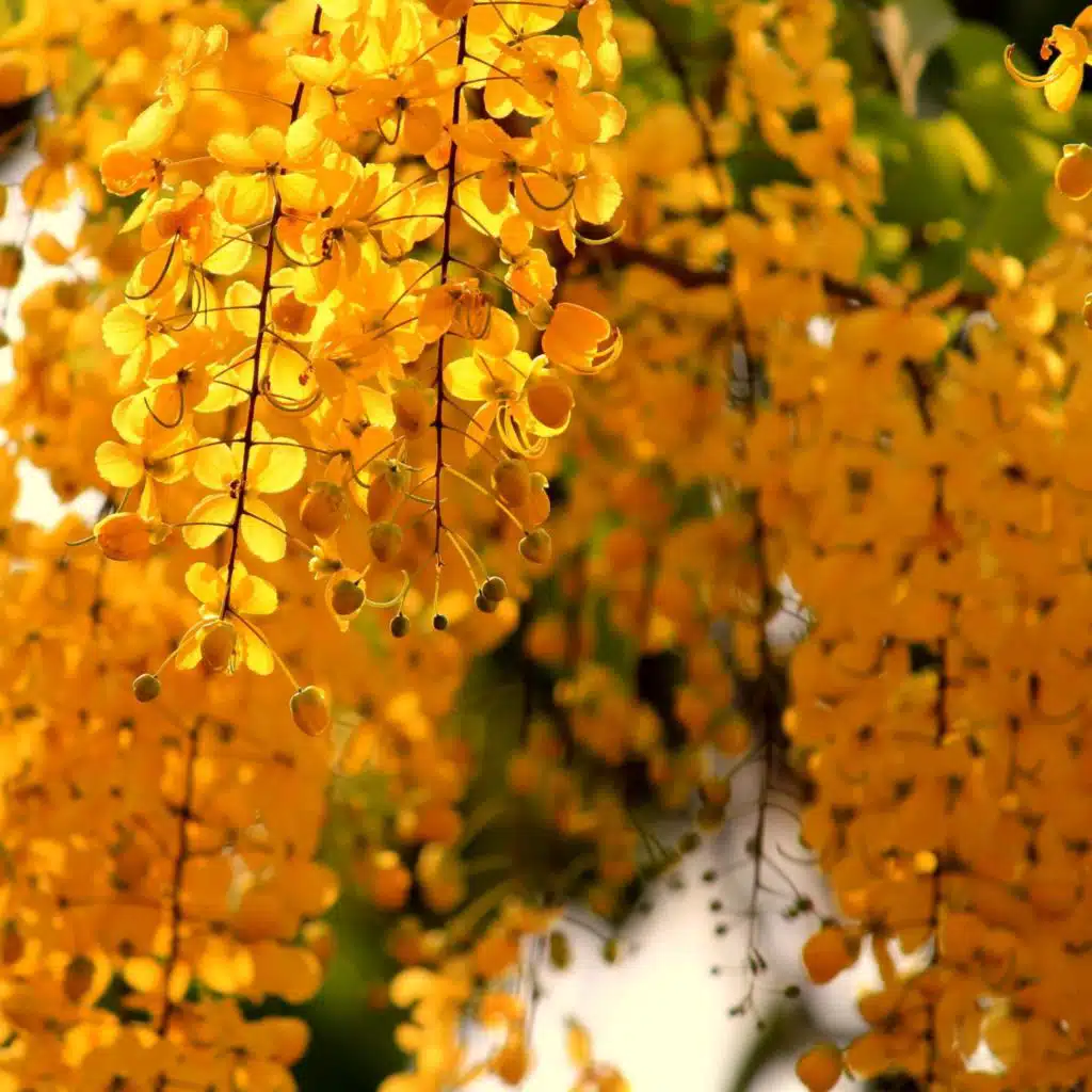 أجواء (يوجا)