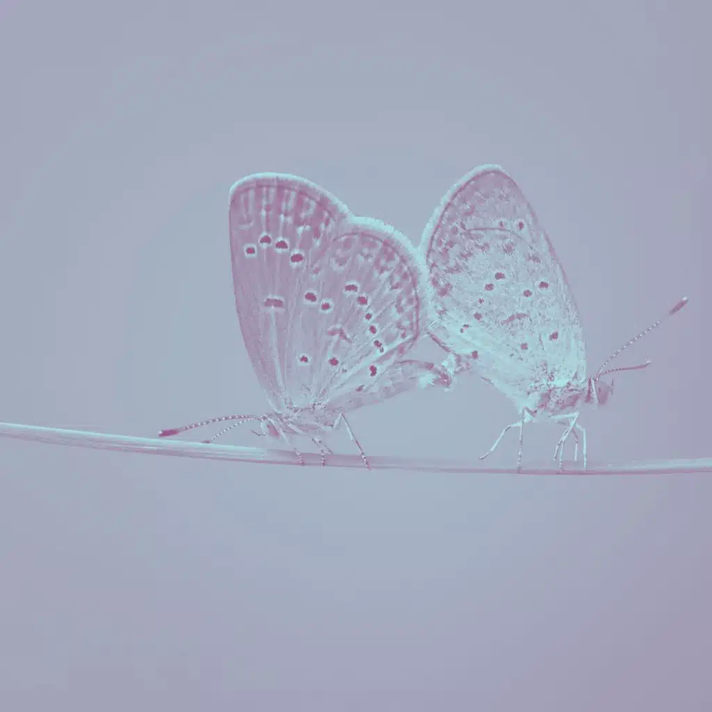 الرؤى (الاسترخاء)