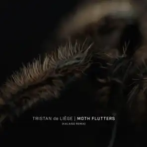 Moth Flutters (Kalaido Remix)
