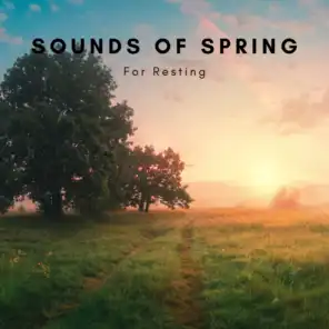 Sounds Of Spring For Resting