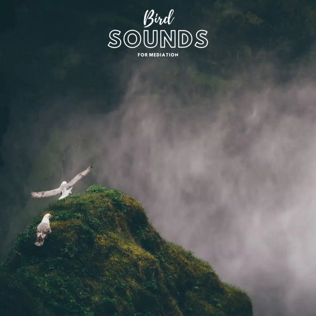 Bird Sounds For Meditation