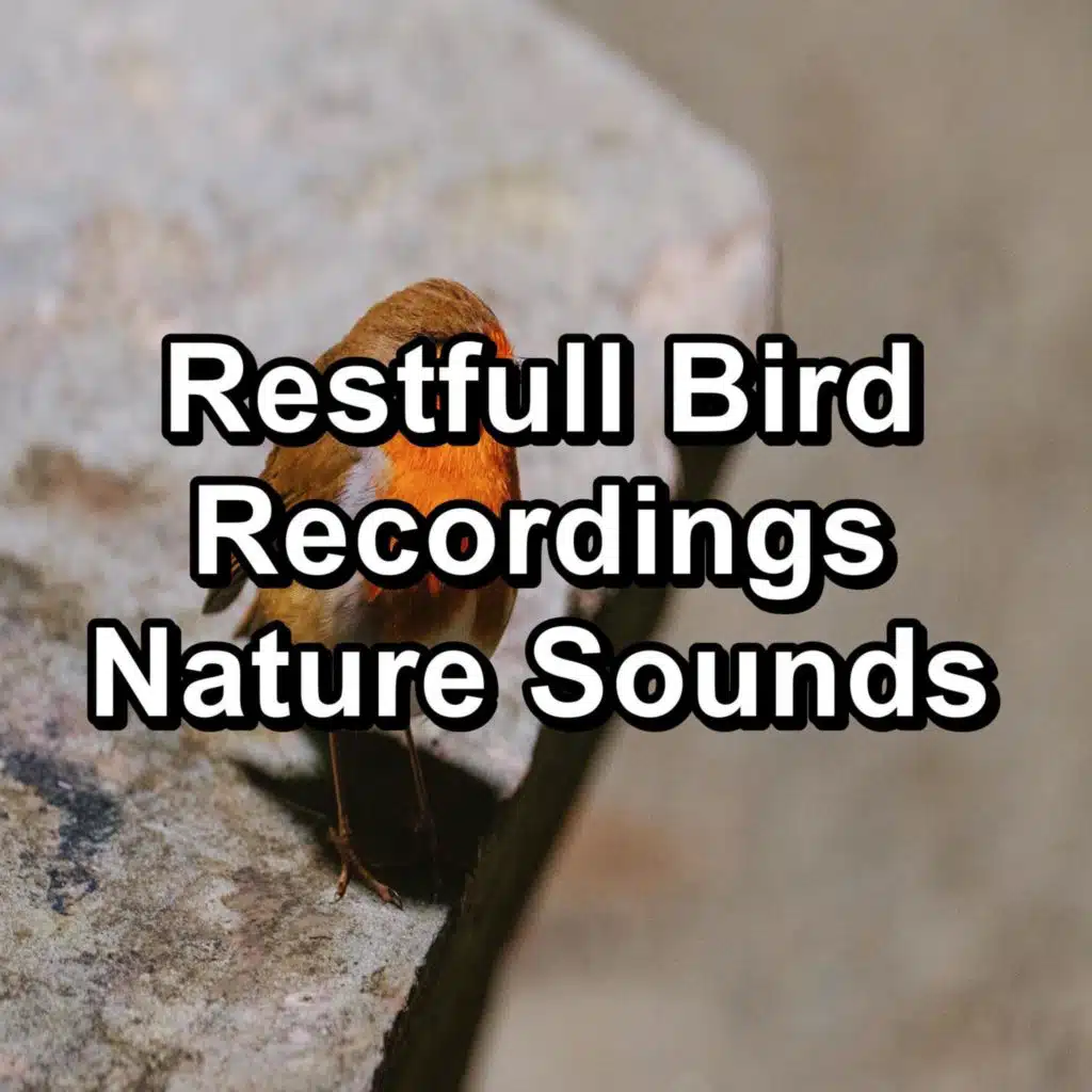 Calming Birds Instant Deep Sleep To Loop for 24 Hours