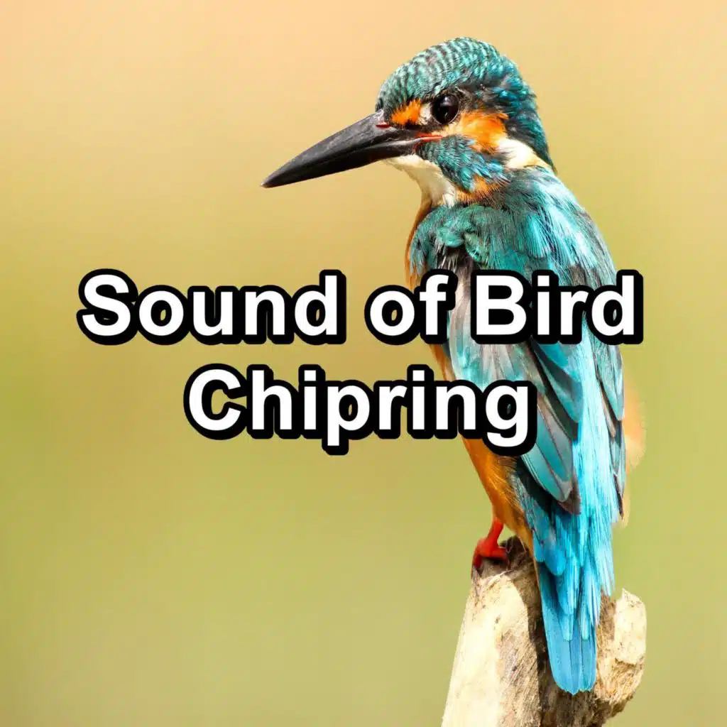 Rain Meditation, Lightning Thunder and Rain Storm & Rain Shower Spa Rest Bird Sounds Nature