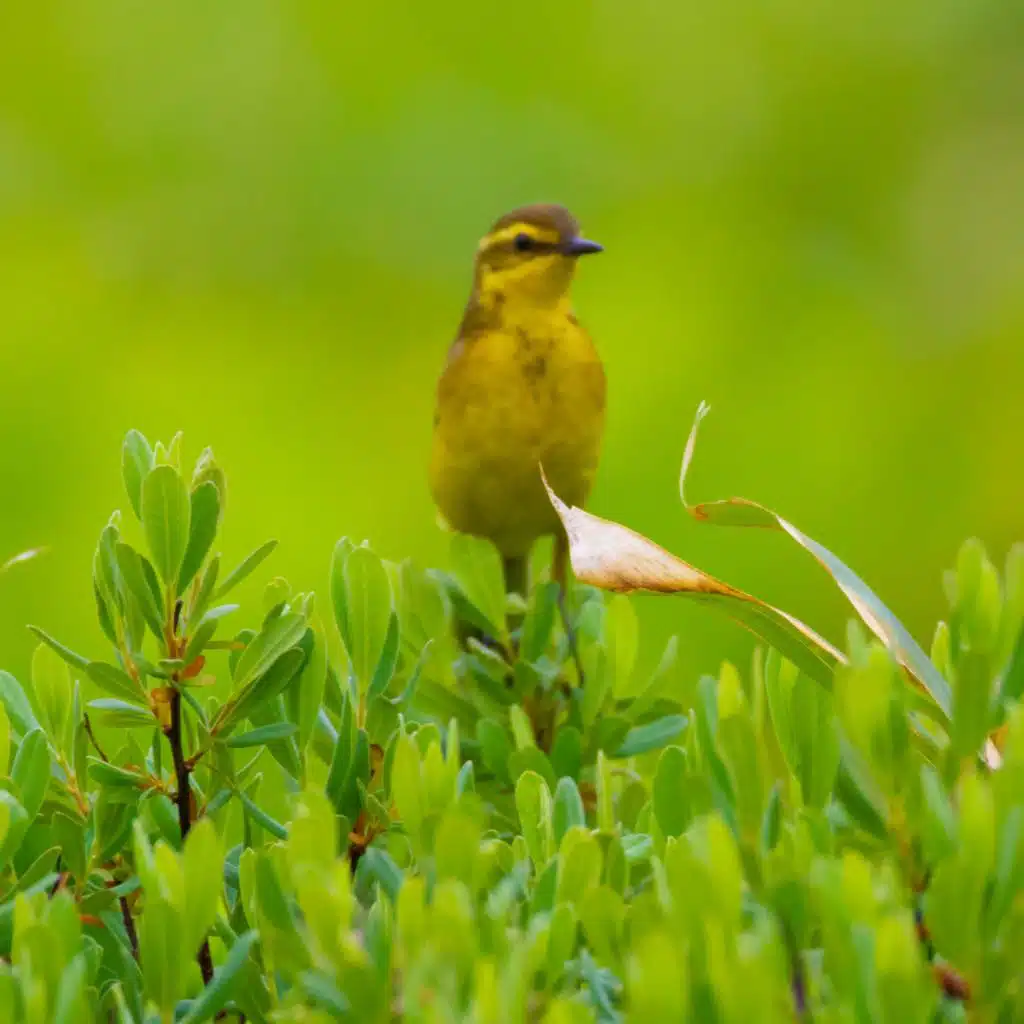 Pájaros En El Bosque, Reserva de Sonidos Naturales & Zona de Sonidos de la Naturaleza