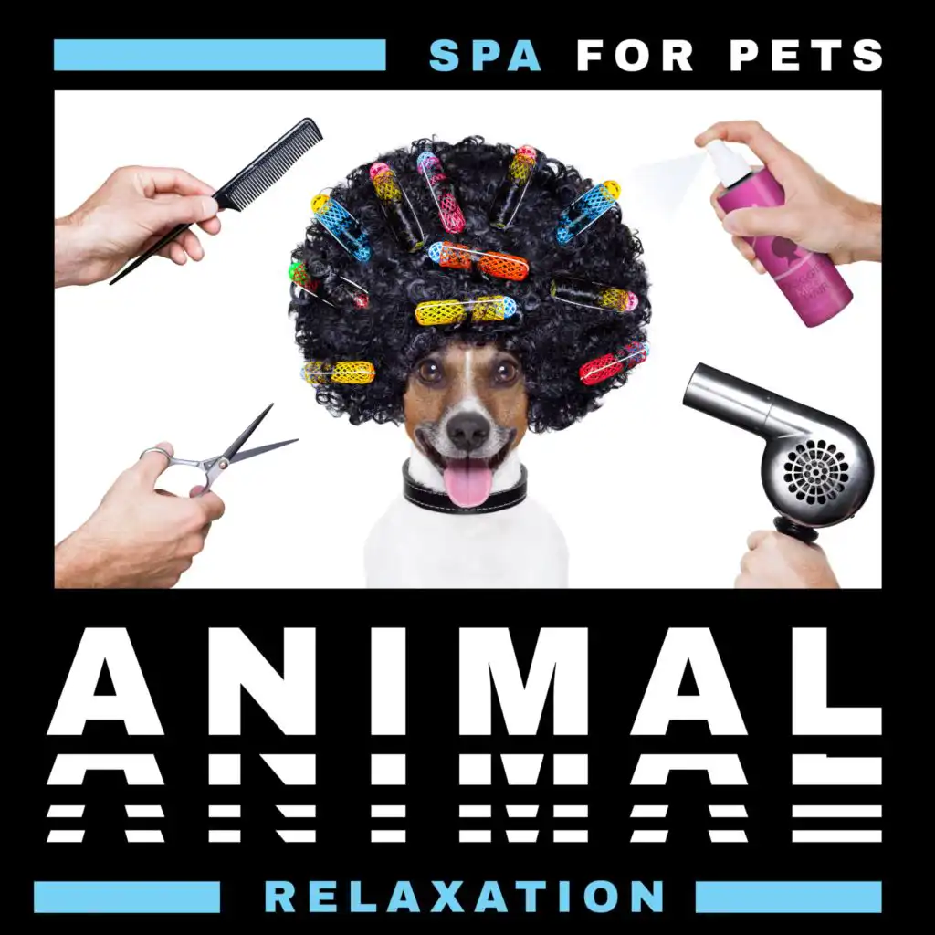 Spa for Pets - Animal Relaxation, Cat Meditation, Dog Calmness