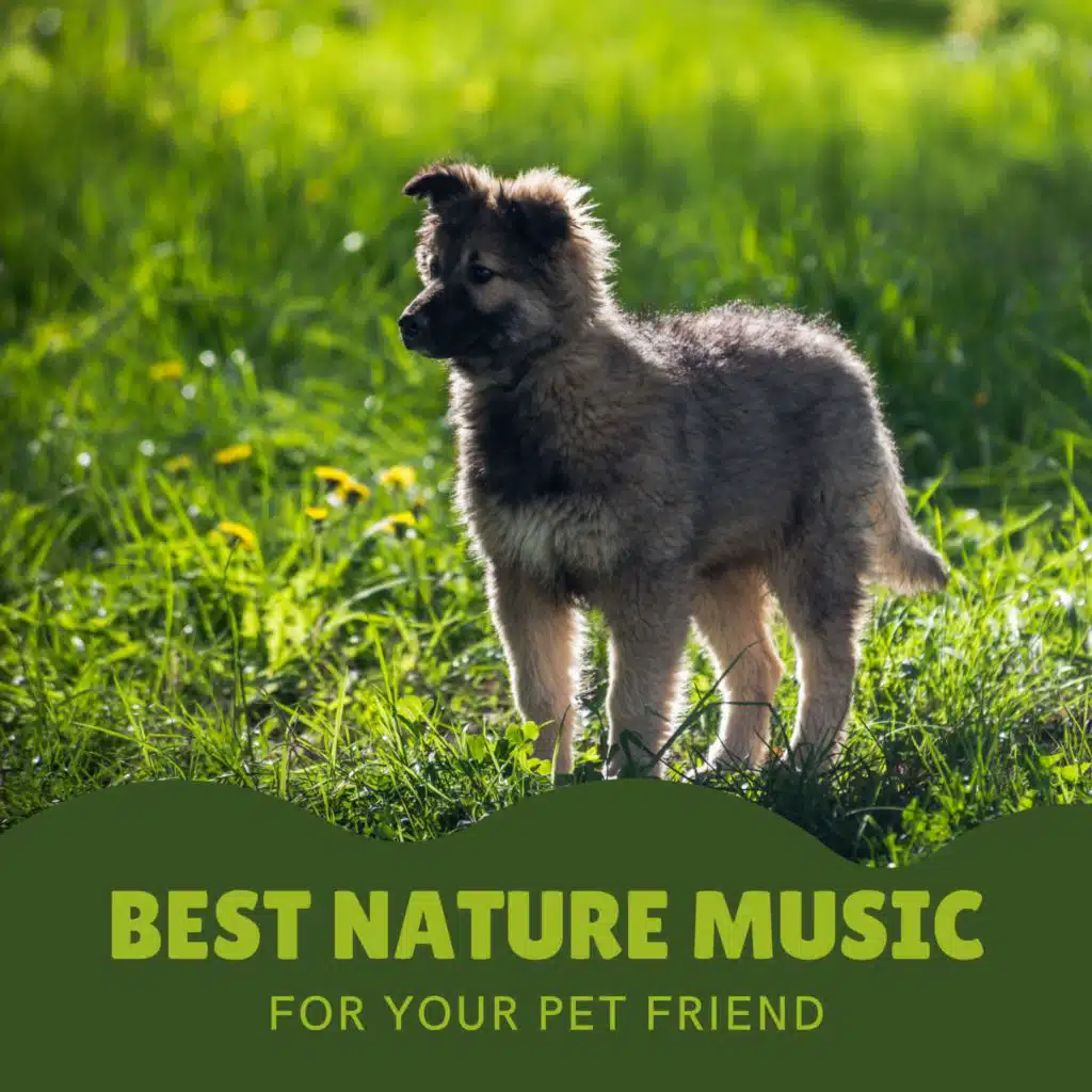 Best Nature Music for Your Pet Friend (Various Nature Sounds to Soothe Pet Separation Anxiety)