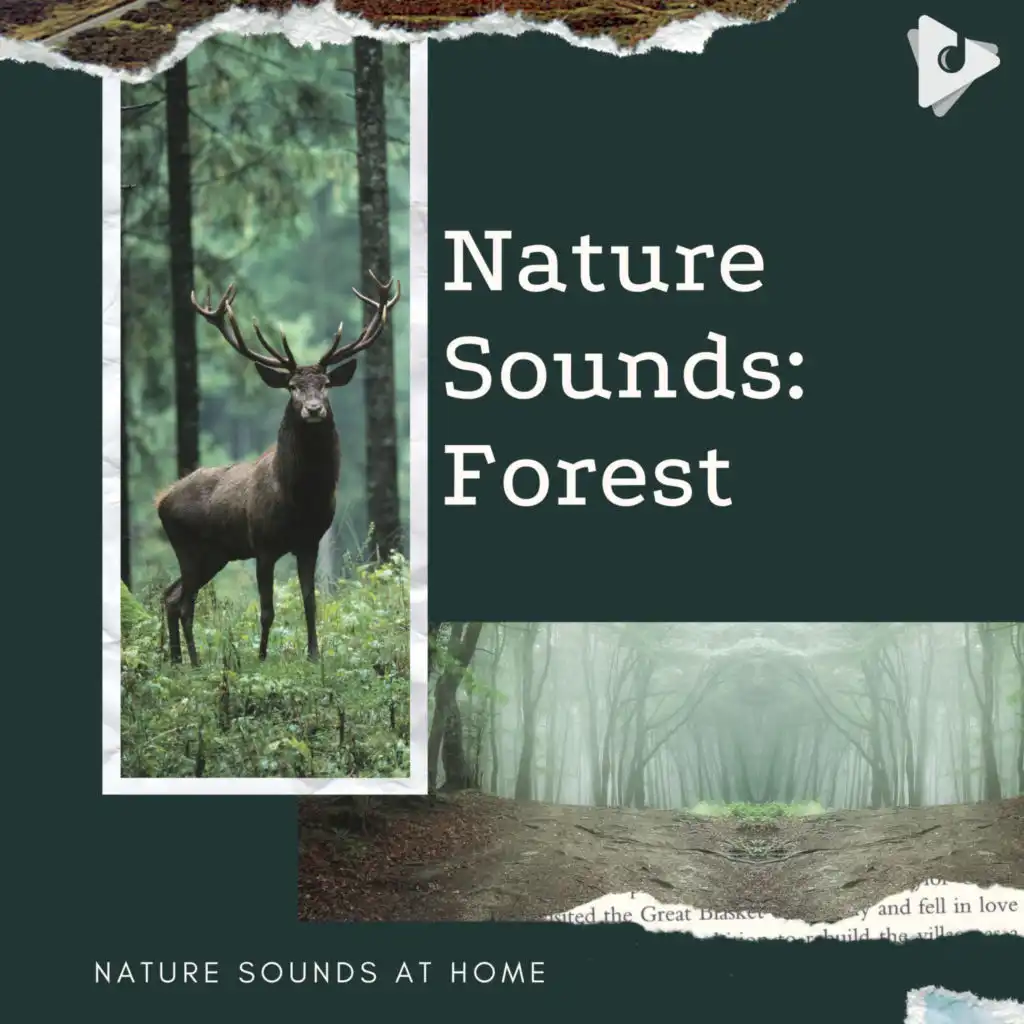 Nature Sounds At Home