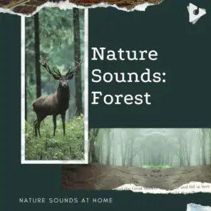 Nature Sounds At Home