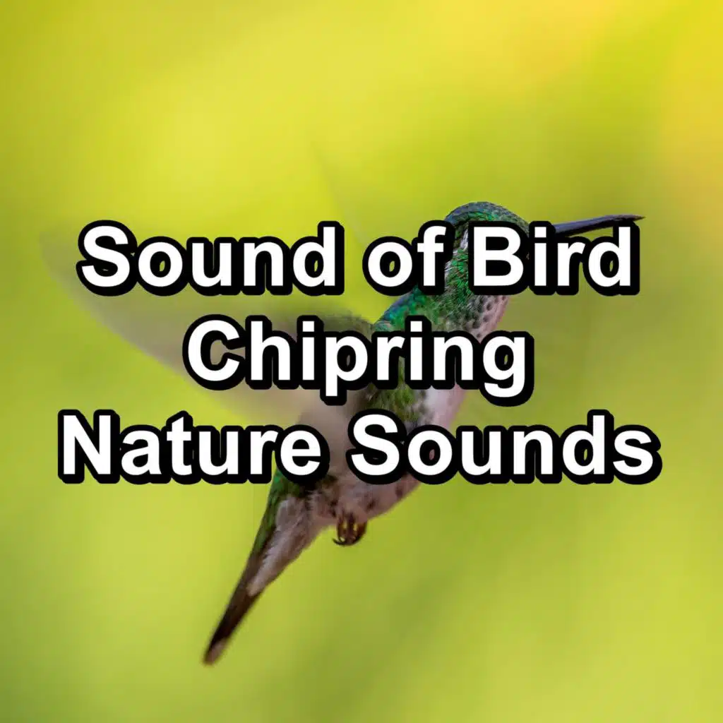 Sound of Bird Chipring Nature Sounds
