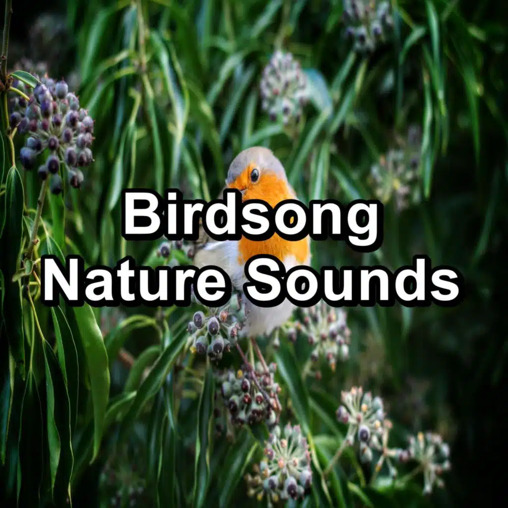 Rest Bird Sounds Anti Stress Loopable