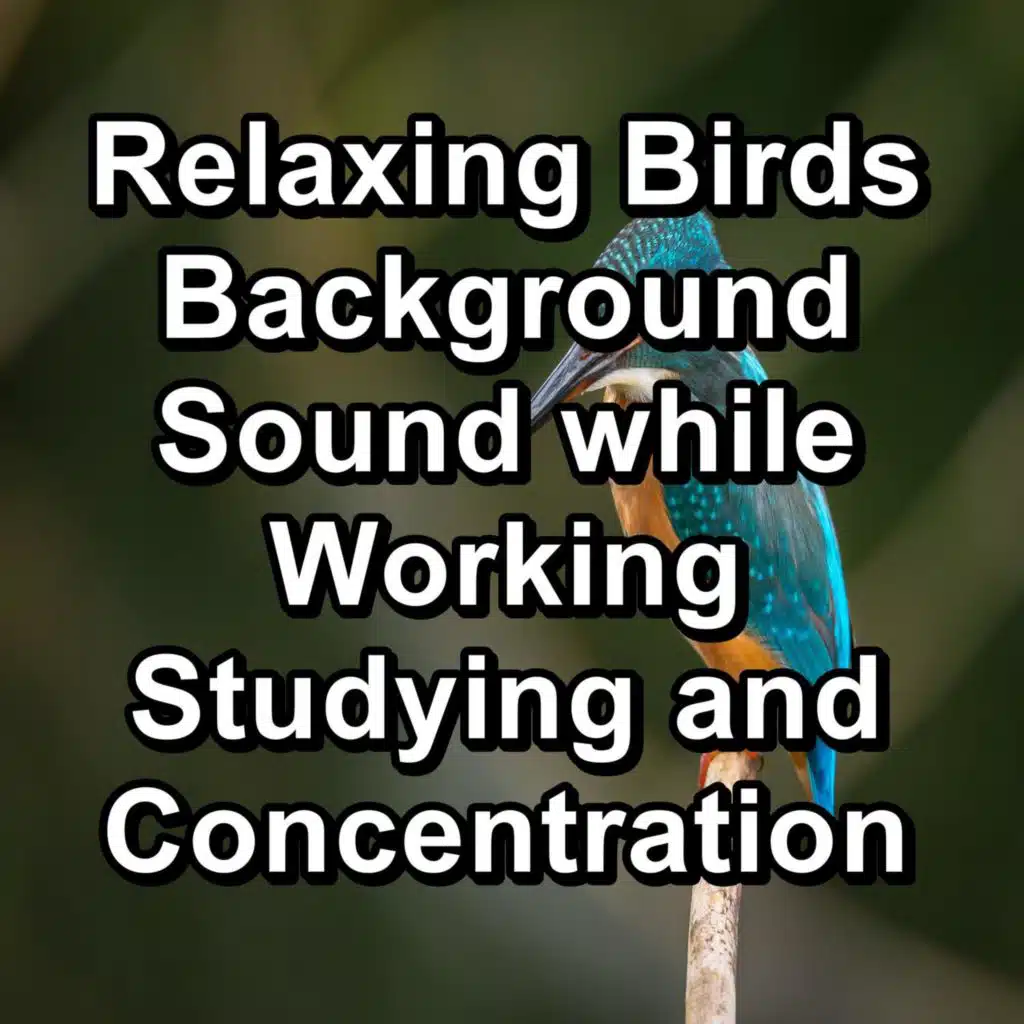 Relaxing Birds Background Sound while Working Studying and Concentration