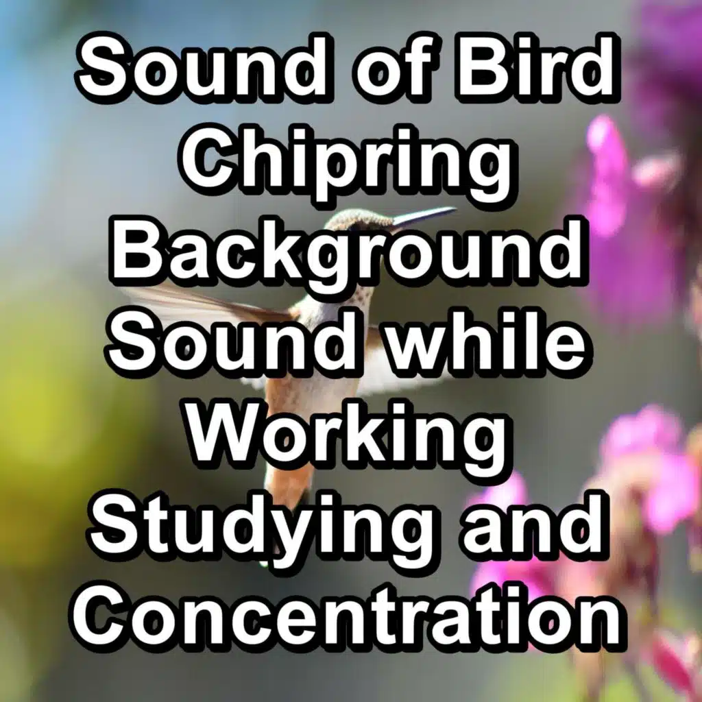 Bird Music For Studying To Loop for 10 Hours