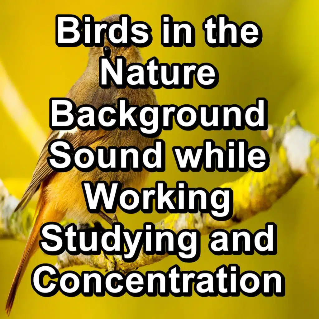 Birds in the Nature Background Sound while Working Studying and Concentration
