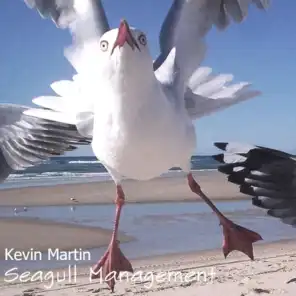 Seagull Management