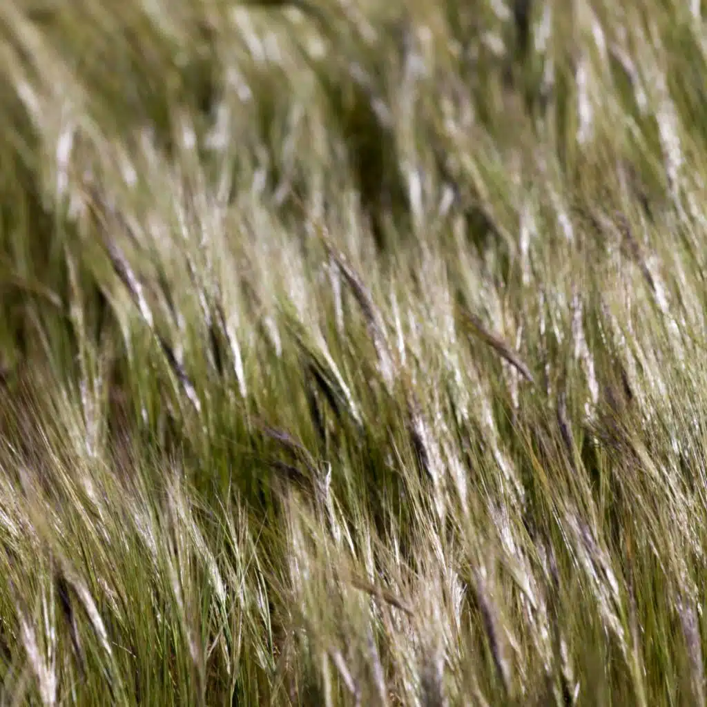 Music for Yoga and Mystical Spa