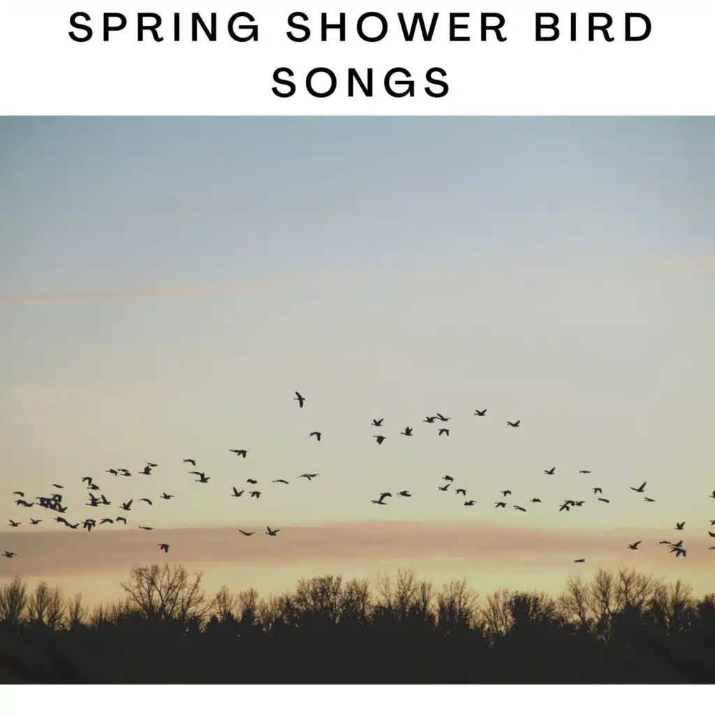 Spring Shower Bird Songs