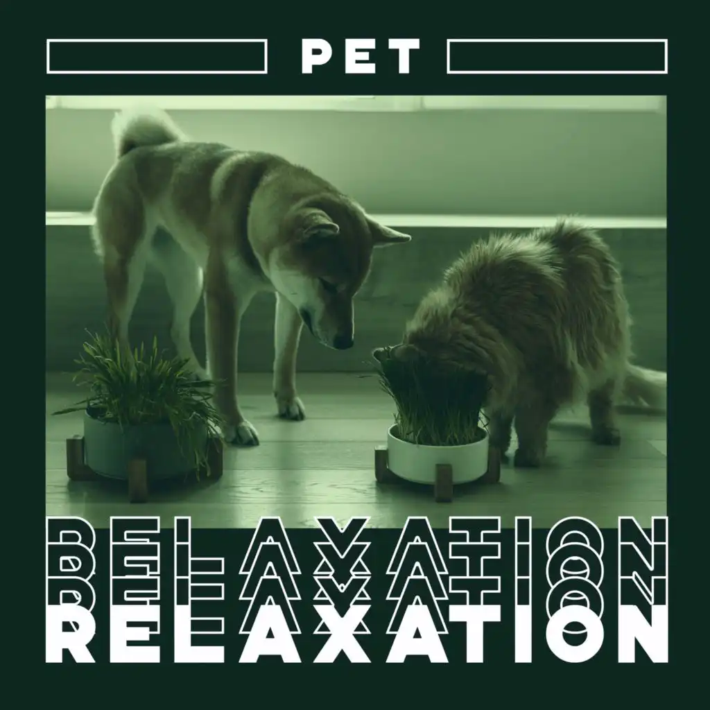 Pet Relaxation - Spa Time - Stay at Home Alone and Don't Worry