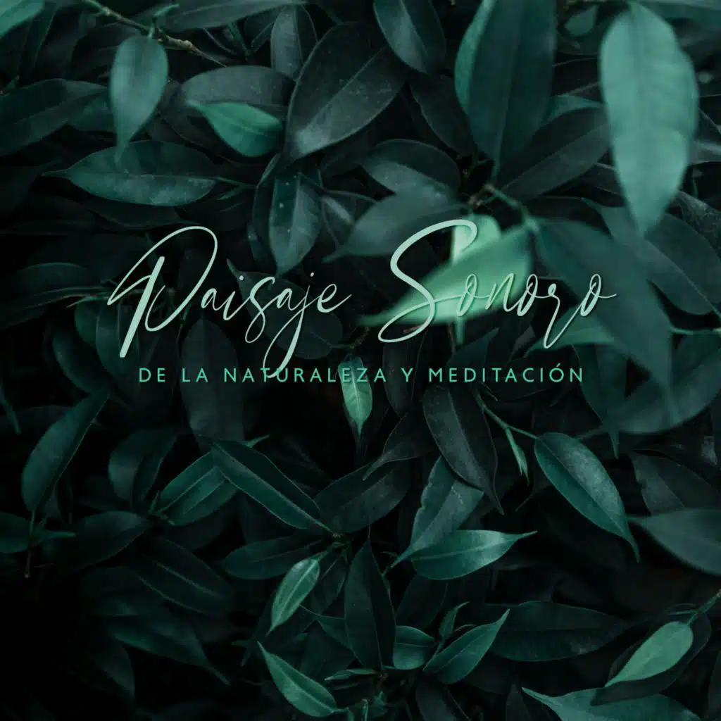 Meditación (Enfoque y Concentración)