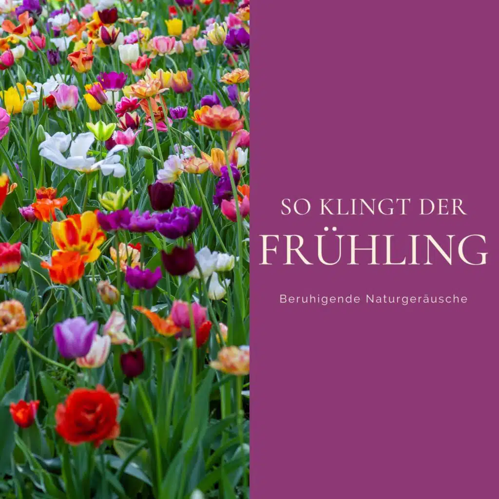 So klingt der Frühling - Beruhigende Naturgeräusche, Vogelgezwitscher mit Musik