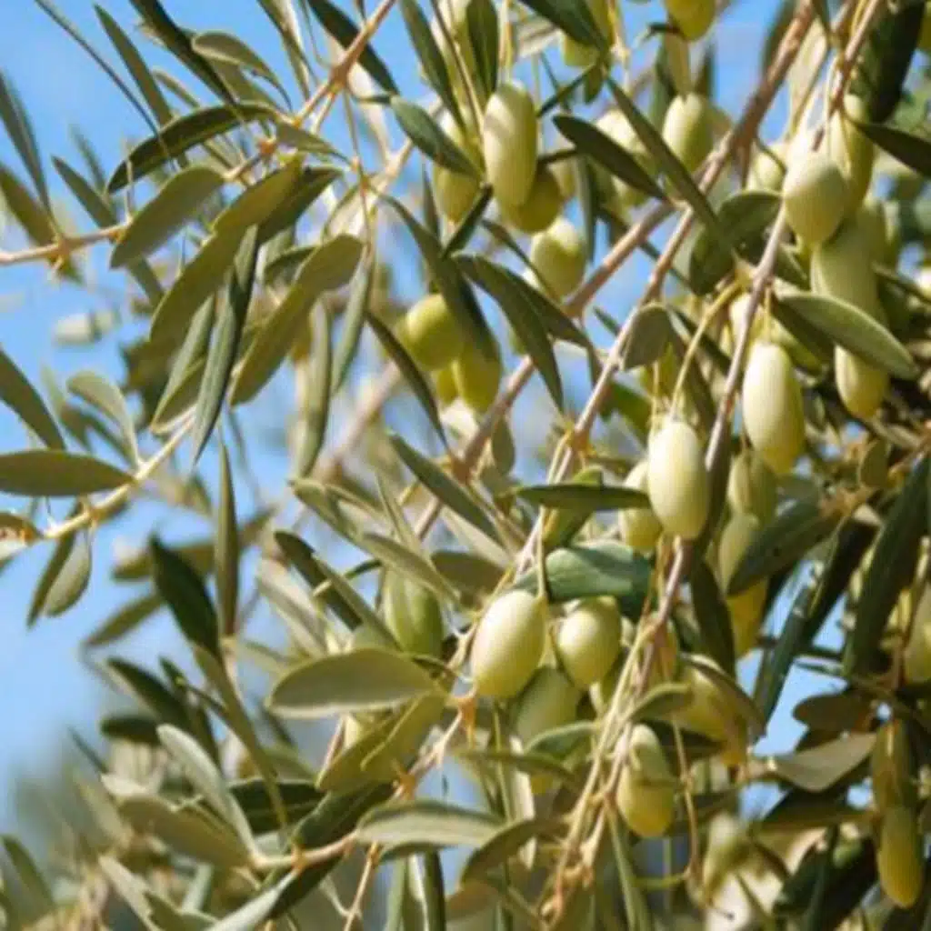 حسام عبد النبي