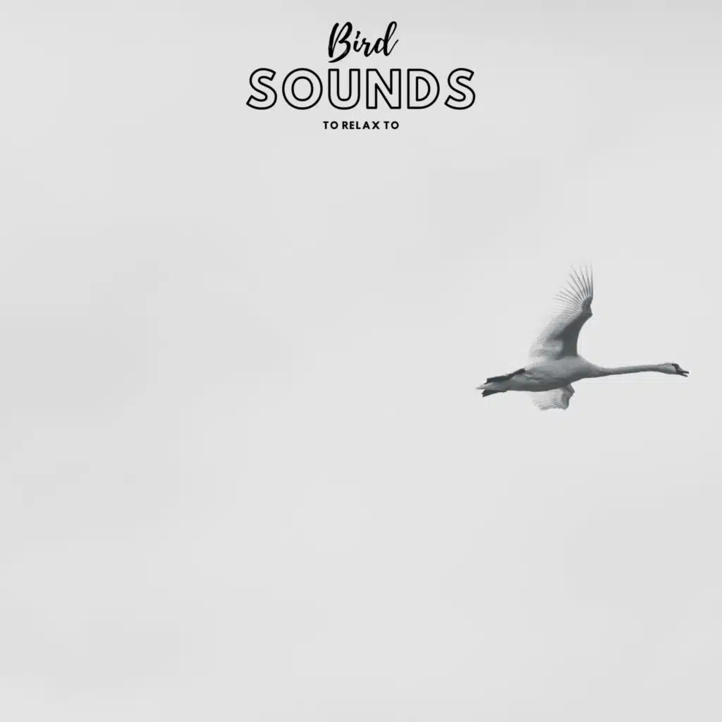 Bird Sounds To Relax To