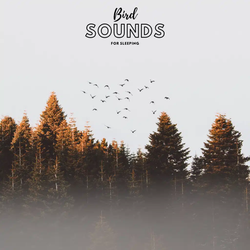 Bird Sounds For Sleeping