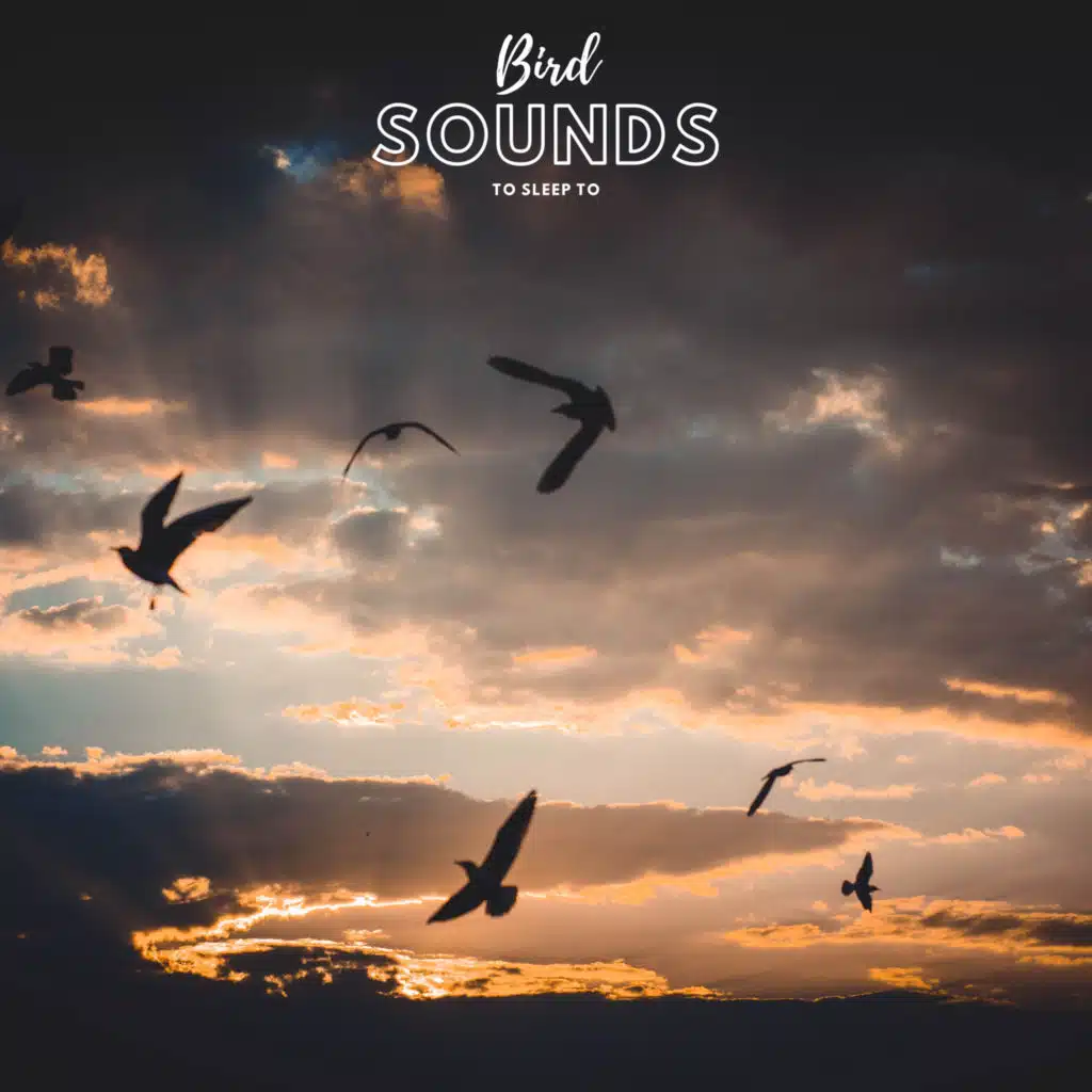 Birds Sounds To Sleep To