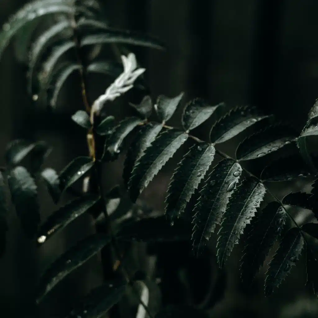 45 Calm & Slow Sleepy Classics