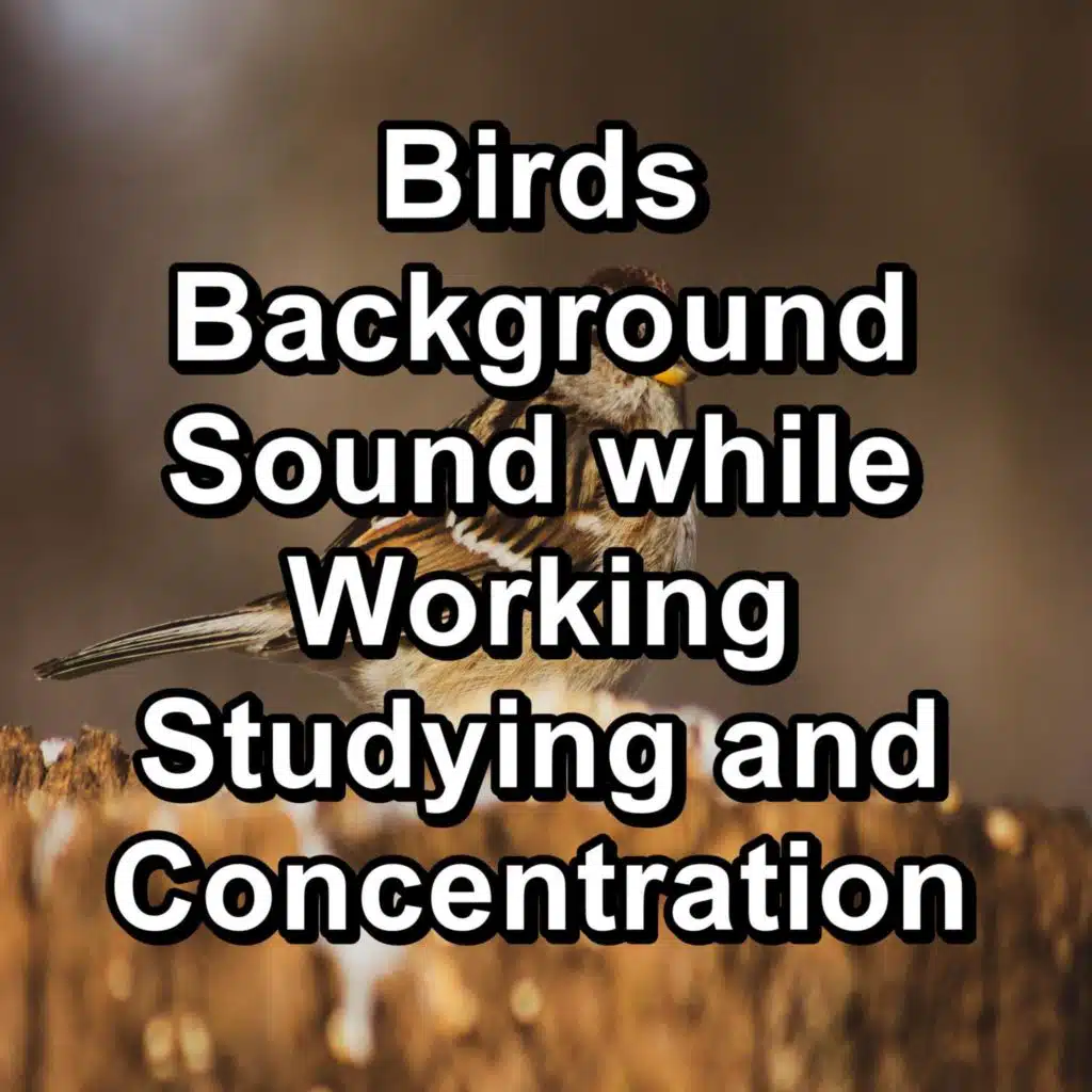 Birds Background Sound while Working Studying and Concentration