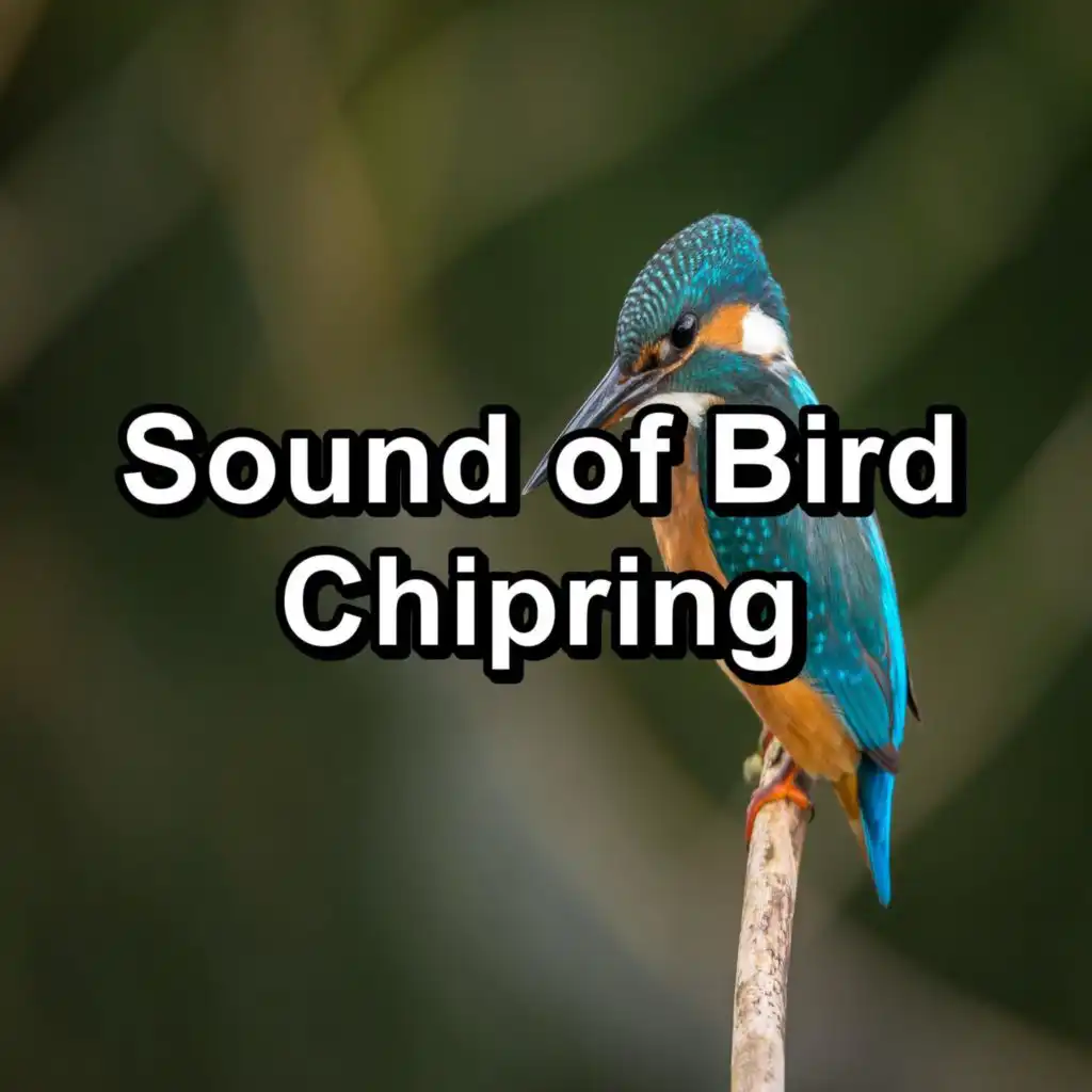 Sound of Bird Chipring