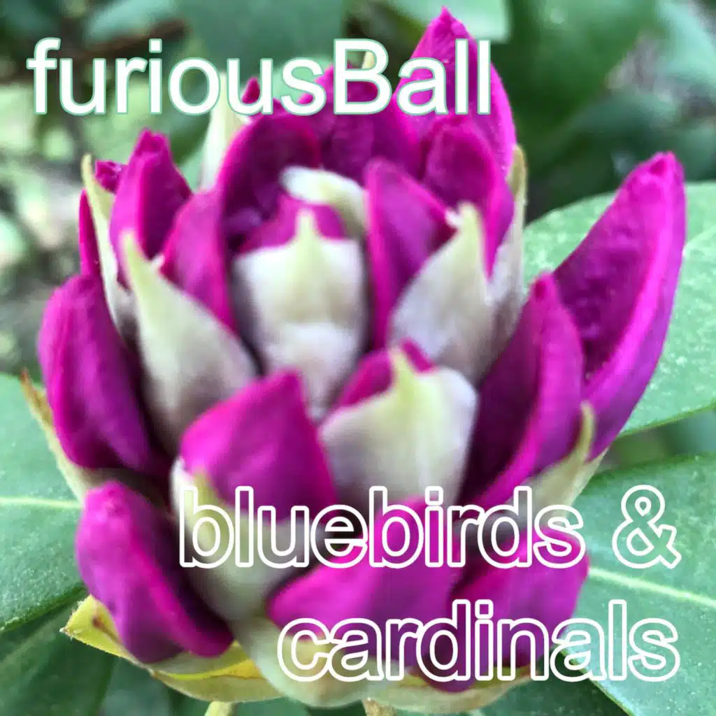 Bluebirds & Cardinals