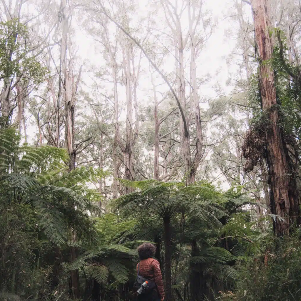 60 Pistas Relajantes Para Meditación y Yoga