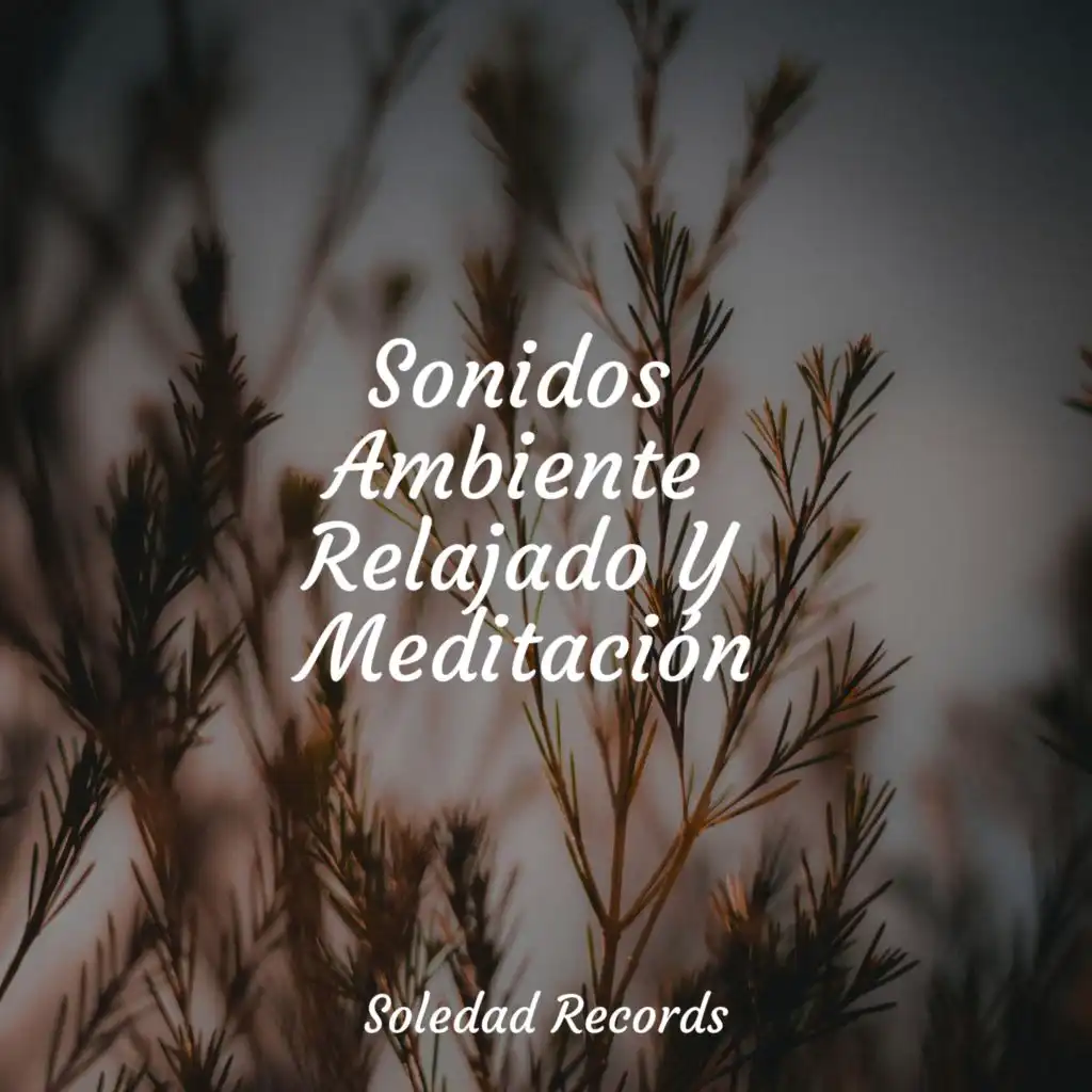 Sonidos Ambiente Relajado Y Meditación