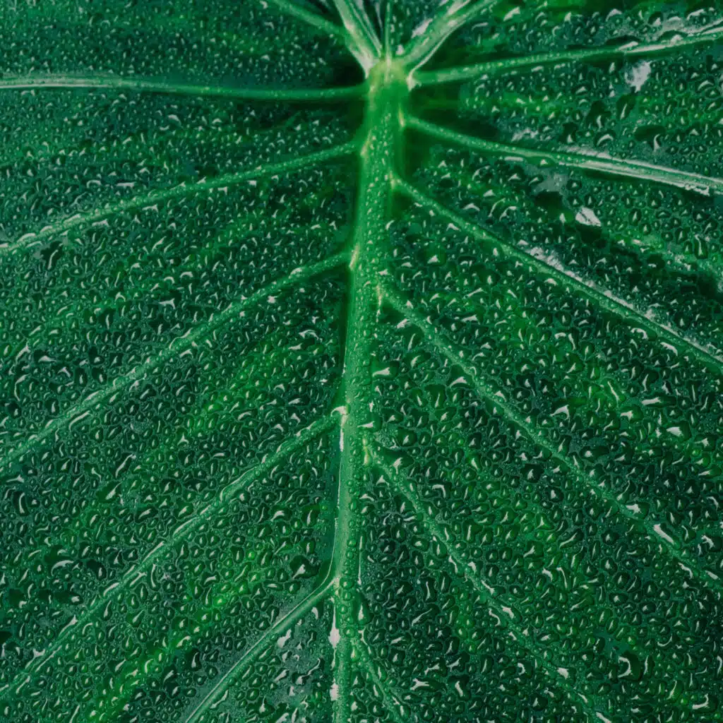 Soothing Selections | Rainstorms