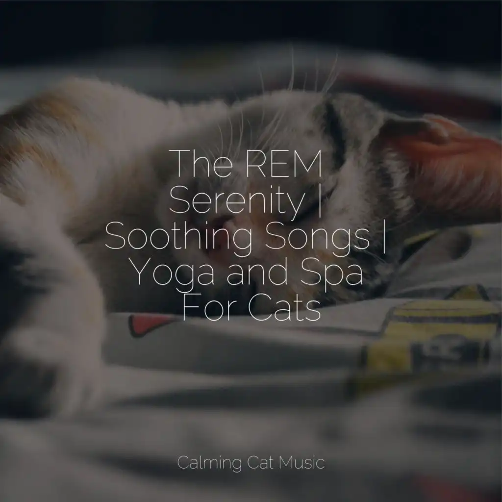 Cat Music, Calm Music for Cats & Music for Cats Project