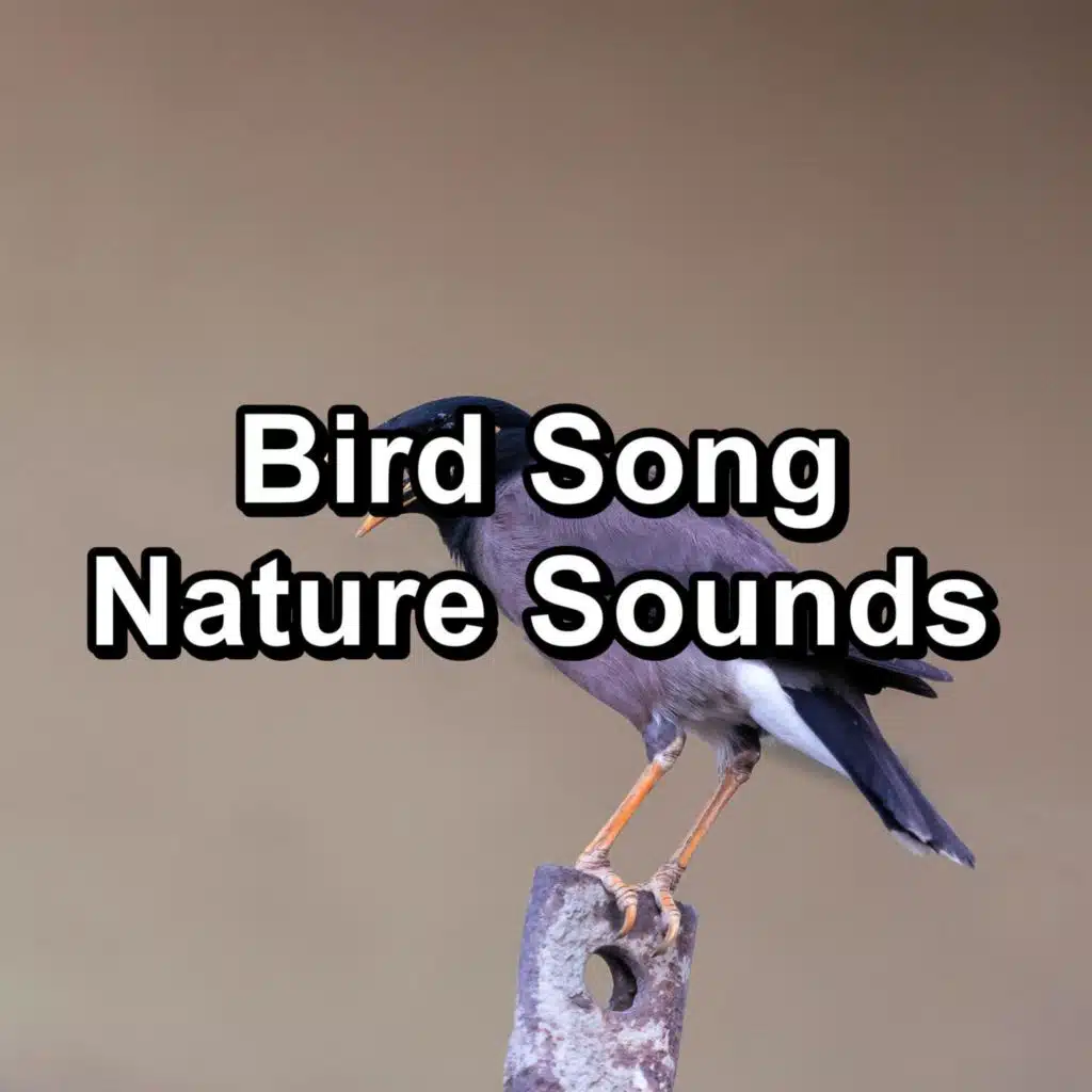 Animal and Bird Songs & Nature