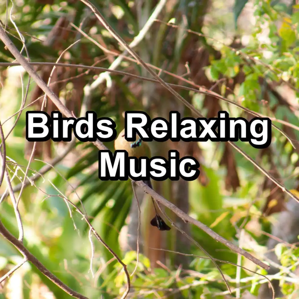 Birds, Nature Bird Sounds & Loopable Birds