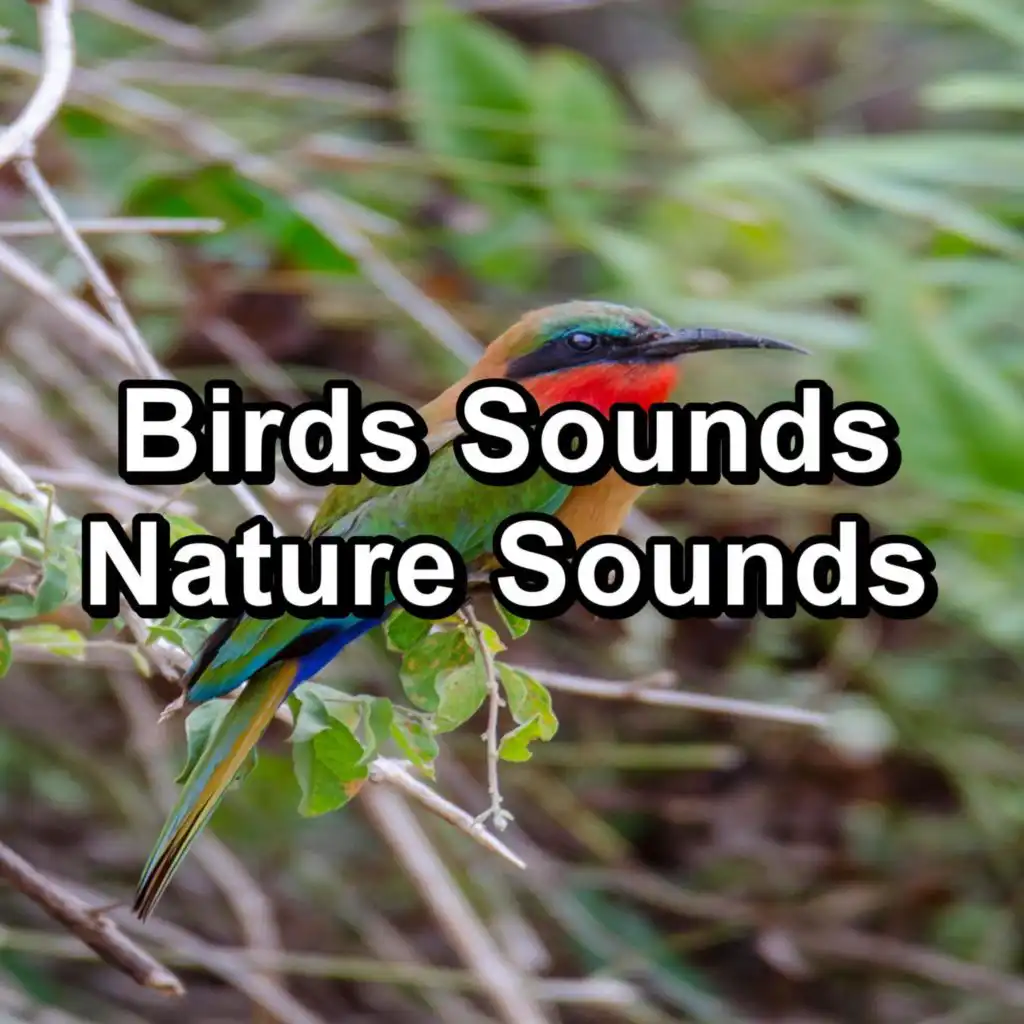 Singing Birds, Bird Songs & Animal and Bird Songs