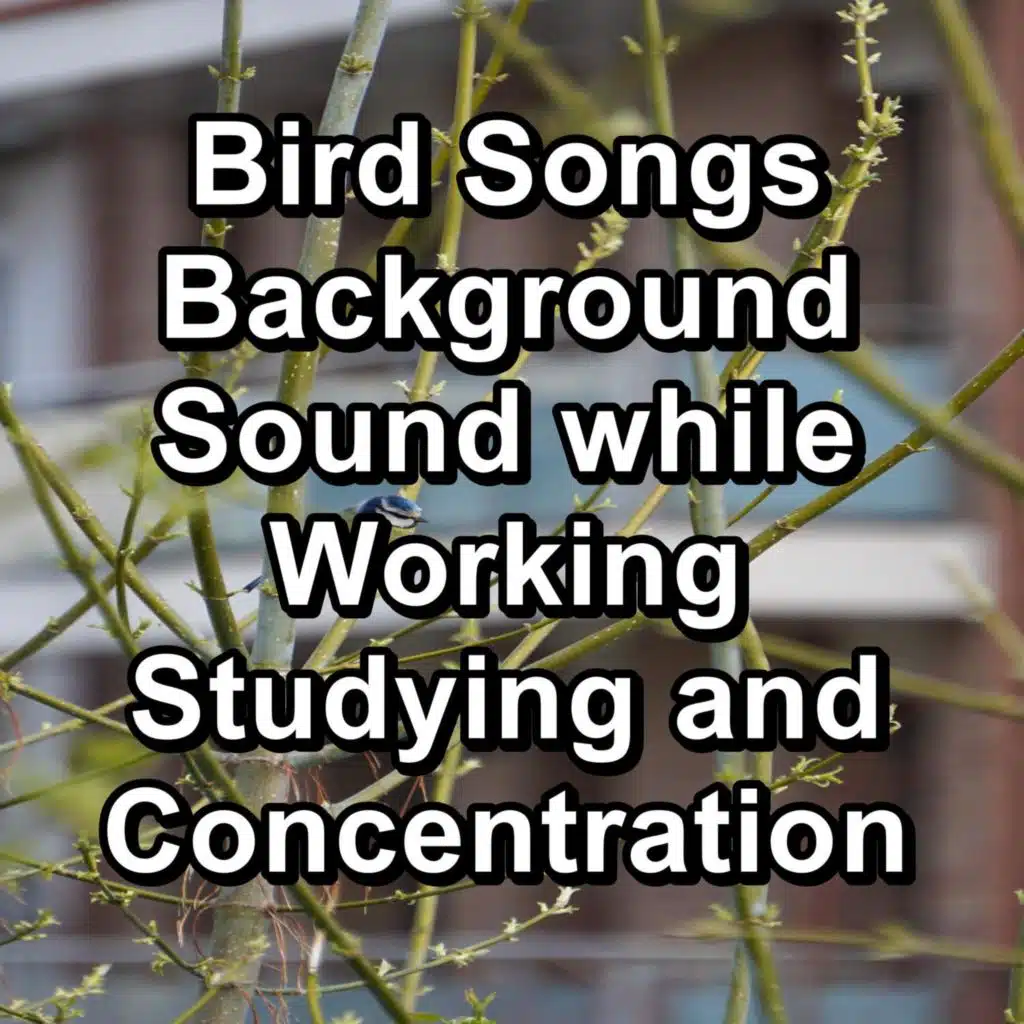 Relaxing Bird Sounds Nature Music For Babies and Infants