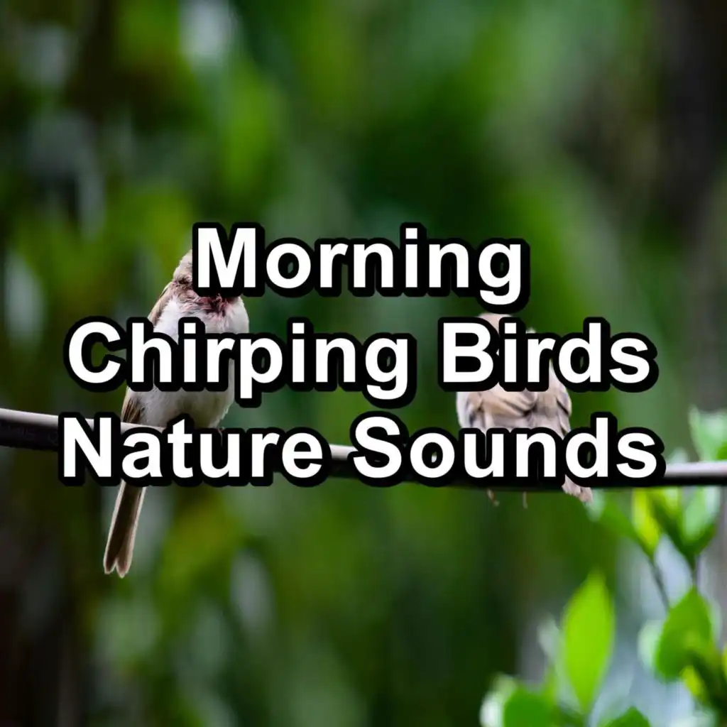 Bird Sounds, Nature Bird Sounds & Bird Sounds 2016