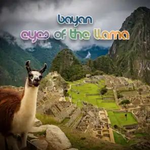 Eyes of the Llama