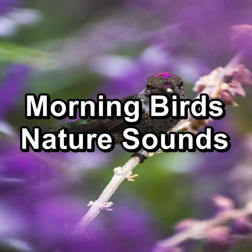 Sleepy Bird Sounds To Help Insomnia To Loop as Long as you Need